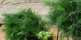 Loại rau giàu canxi gấp 5 lần trứng, cải thiện tiêu hóa, ngừa loãng xương