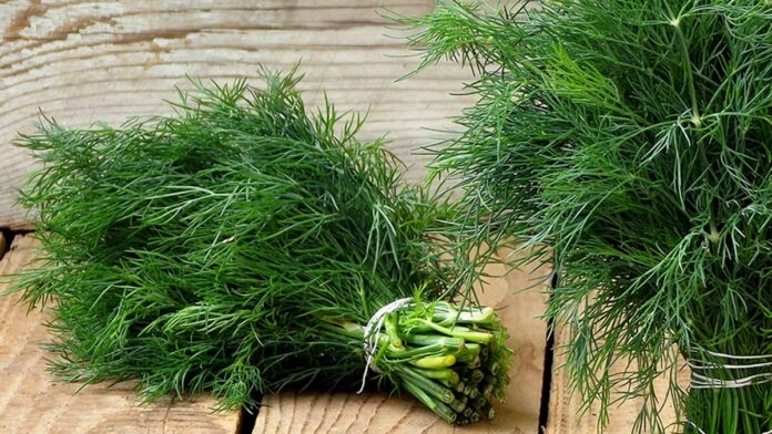 Rau-thi-la-la-gi-tac-dung-va-cac-mon-an-hap-dan-voi-rau-thi-la-0-1200x676