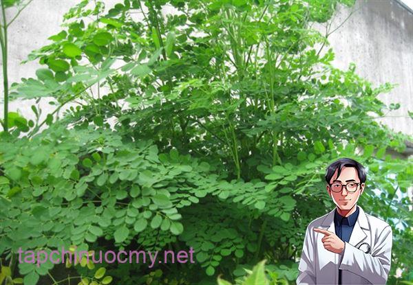 Có nên uống rau chùm ngây chữa ung thư không?