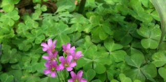 Loại rau mọc dại đầy vườn, nhổ cả gốc lẫn lá ăn vừa bổ vừa ngon