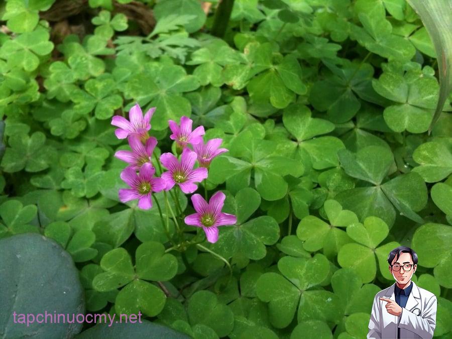 Cây chua me còn gọi là rau me đất là một loại cây thân nhỏ, thấp, thường mọc sát mặt đất. Lá cây có hình giống lá me nên dân gian gọi là chua me hay me đất.