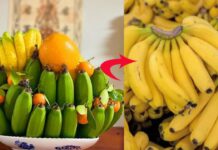 Cảnh báo: Chuối thờ chín rộ sau Tết, ăn không đúng dễ tăng cân mất kiểm soát