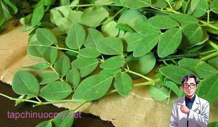 Chùm ngây là gì? Công dụng và cách sử dụng chùm ngây đúng