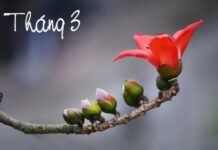 Tháng Ba có gì đặc biệt, số 3 may mắn hay xui xẻo? Bạn thấy số 3 trong đời sống mình thế nào?