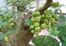 Tế bào K cũng phải ‘run sợ’ trước 4 loại quả: Được TG ‘vinh danh’ còn VN có đầy ngoài vườn