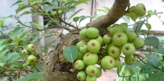 Tế bào K cũng phải ‘run sợ’ trước 4 loại quả: Được TG ‘vinh danh’ còn VN có đầy ngoài vườn