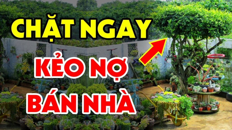 Trong nhà có 4 vật ȃm ⱪhí cao ⱪhȏng nên ᵭthể trong nhà