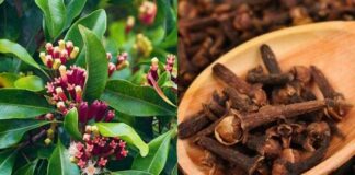 hóa ra muỗi sợ nhất là “nó ” Lấy thứ này cắm vào quả chanh rồi để góc nhà, muỗi một đi không trở lại