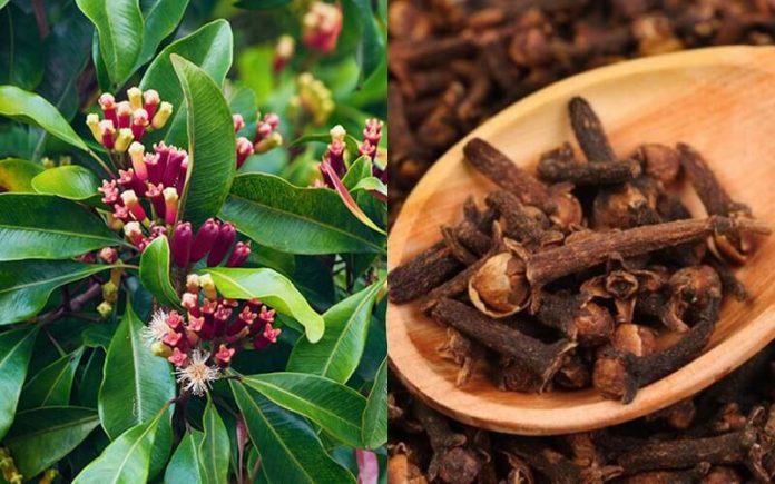 hóa ra muỗi sợ nhất là “nó ” Lấy thứ này cắm vào quả chanh rồi để góc nhà, muỗi một đi không trở lại