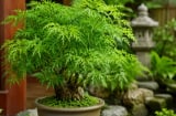 Người tuổi này mệnh này hợp trồng cây Đinh Lăng phong thuỷ, thu hút cảm giác giàu có sức khoẻ và may mắn