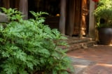 Người xưa nên ngâmi nghiên cứu trước nhà, công dụng bất ngờ