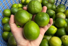 Không tốn viên thuốc nào, gặp 10 bệnh này dùng chanh là khỏi
