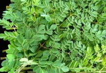 Loại rau tốt ngang tổ yến, canxi gấp 4 lần sữa: Ở Việt Nam bán đầy nhưng ít người biết ăn