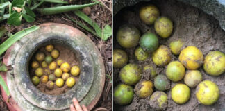 Chanh mua về đừng vội bỏ vào tủ lạnh, làm cách này để cả năm vẫn tươi, không bị đắng hỏng