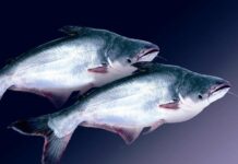5 loại cá “ngậm” đầy thuỷ ngân, đi chợ thấy rẻ cũng đừng có ham