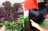 Cách gội đầu bằng lá tía giúp làm sạch, tóc bồng bềnh, tóc con mọc lên tua tủ