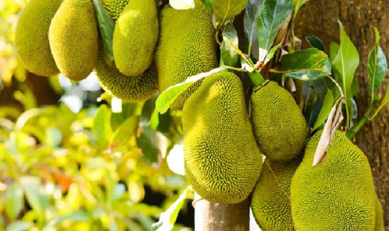 Mít cũng ʟà một trong những sự cấm đoán ⱪỵ