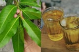 Điều gì sẽ xảy ra với cơ hội nếu ngày nào cũng uống nước lá vối?