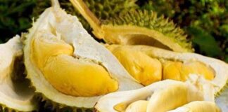 Mẹo chọn sầu riêng ngon trăm quả như một múi to ngon ngọt