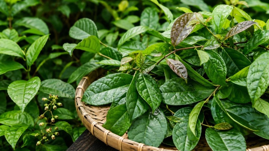 Xạ đen là một loại cây tốt cho sức khỏe nhưng không phải ai cũng phù hợp để dùng