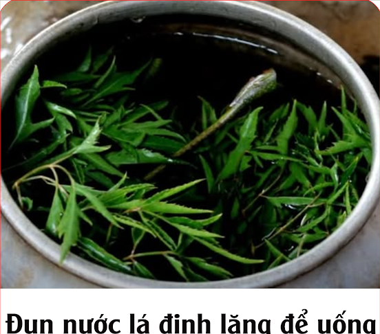 Đun nước lá đinh lăng để uống mỗi ngày có tác dụng gì?