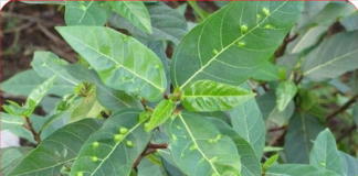 Nếu biết ai bị tiểu đường, hãy chỉ cho cách uống nước lá sung: Họ sẽ biết ơn bạn đến suốt đời