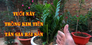 Tuổi này kỵ nhất với cây kim tiền: Để trong nhà dù chỉ 1 cây cũng xui xẻo, tiêu tài tán lộc