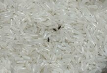 4 mẹo đuổi sạch mọt trong gạo: Làm một lần, mọt không bao giờ xuất hiện lại