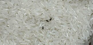 4 mẹo đuổi sạch mọt trong gạo: Làm một lần, mọt không bao giờ xuất hiện lại