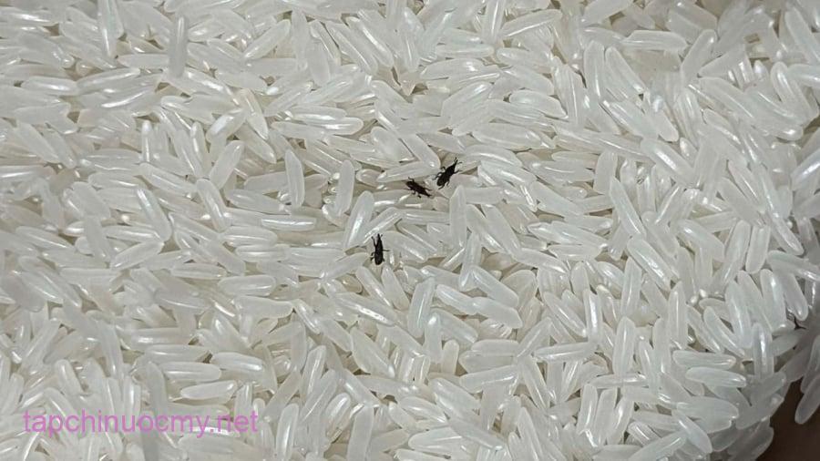 Nhiệt độ thấp có thể tiêu mộc thảo và buổi trầm.