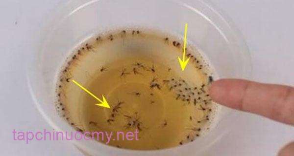 Tip ᵭuổi mui ra ⱪ hỏi nhà